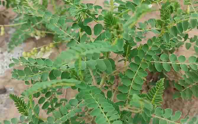 黄芪种植技术及病害防治方法(黄芪种植技术及病害防治)